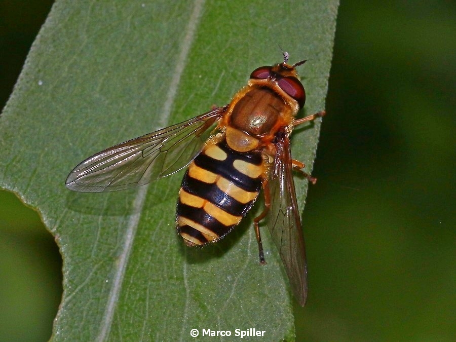 Syrphidae: Eupeodes....  No, Syrphus sp.,  femmina